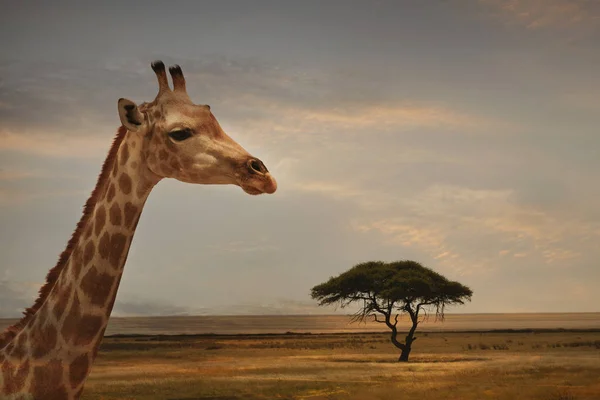 Giraffe Sunset Landscape Etosha National Park Namibia — Stock Photo, Image