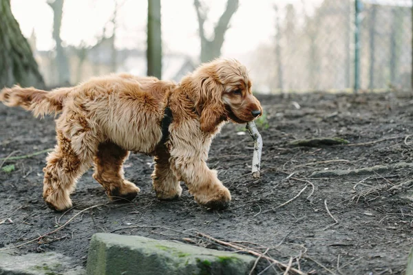 Puppy Stick Mouth Forest — Stock Photo, Image