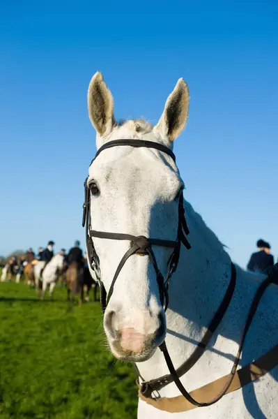 Horse Hunting Background — Stock Photo, Image