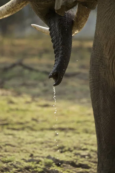 Primer Plano Los Colmillos Elefante Bull Parque Nacional Mana Pools — Foto de Stock