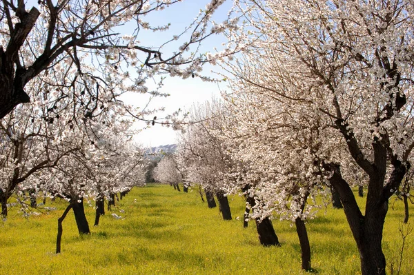 Huerto de almendras en flor — Stock Photo