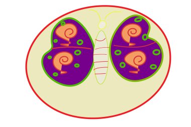 Kelebek mavi ve sarı kelebek