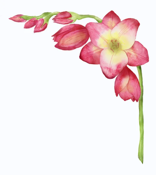 Illustration aquarelle d'une freesia rouge, bouquet, branche avec bourgeons . — Photo