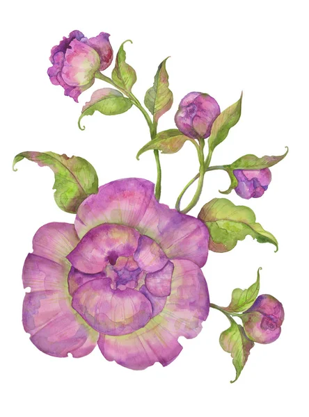 Illustration aquarelle, bouquet de pivoines avec feuilles et bourgeons — Photo