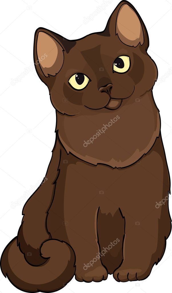 Burmese cat cartoon vector illustration. chocolate brown burmese breed. Exotic cats