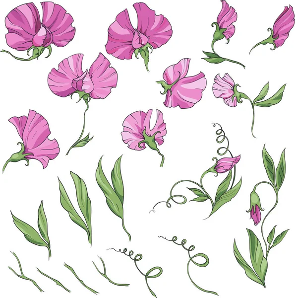 Różowy groszek kwiaty i liście, vintage ilustracja. duży zestaw elementów izolowanych na białym tle — Wektor stockowy