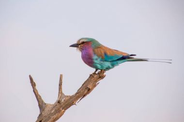 A lilac breasted roller  clipart