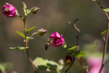 ilkbaharda çiçek arıya