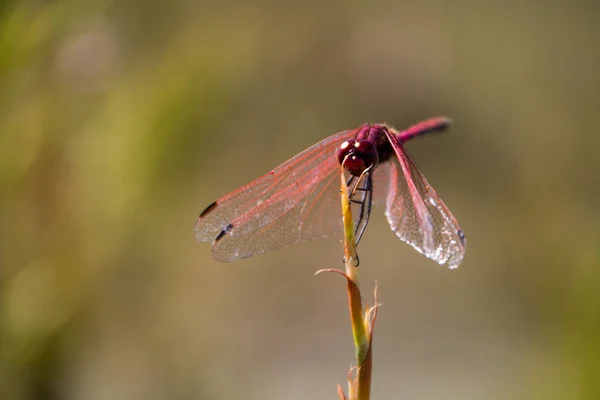 Dragonfly macro imagen —  Fotos de Stock