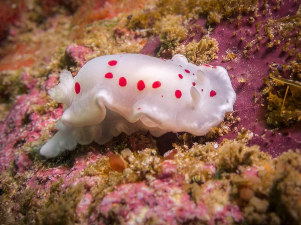 Resif üzerinde gizleme mürekkep balığı