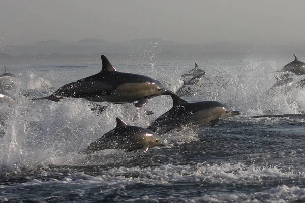 Common Dolphin family