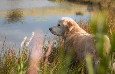 Su birikintisi yakın yürüyen köpek