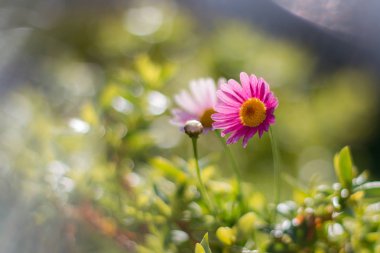 Pembe çiçek açan papatya çiçekler