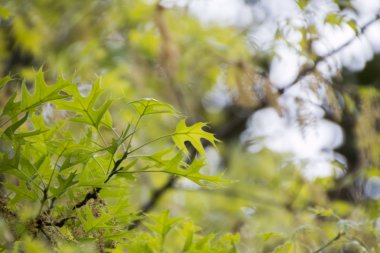 Ağaç dallarında yeşil yapraklar