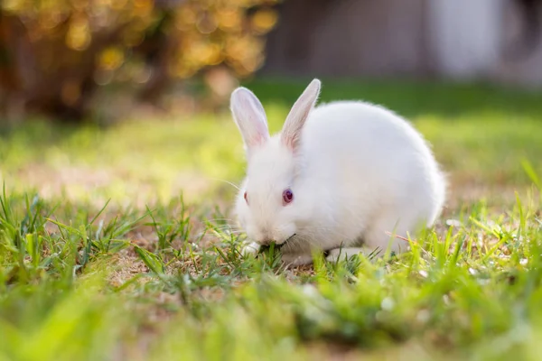 Conejo enano blanco — Foto de Stock