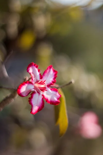 Цветок с разноцветными лепестками — стоковое фото