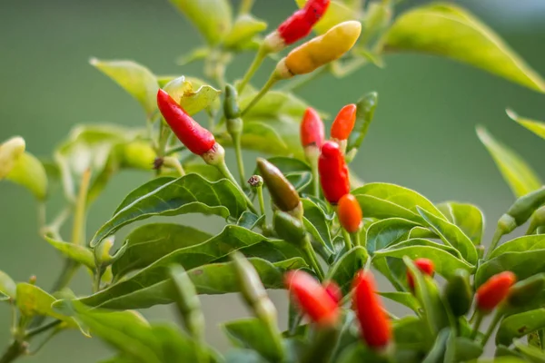 Aves ojo chile planta — Foto de Stock