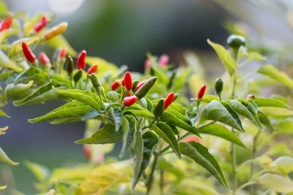 Biber bitki kuşlar göz