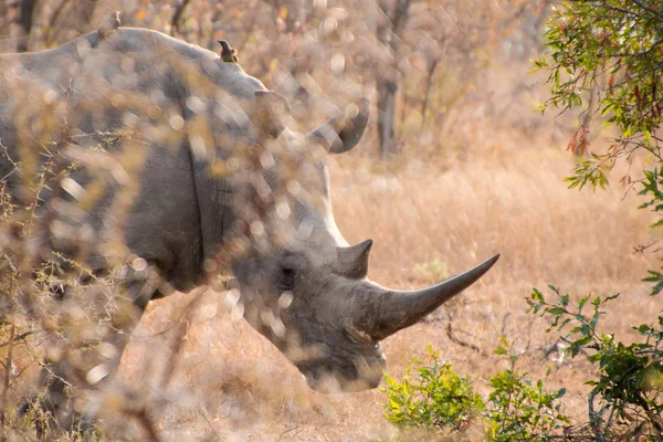 Rinoceronte blanco detrás de arbustos espinosos —  Fotos de Stock