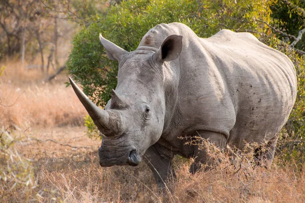 Білий носоріг, що стоїть у полі — стокове фото