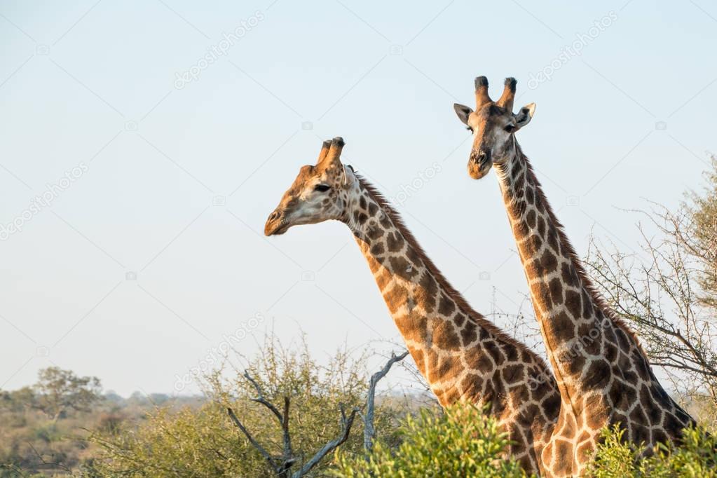 Two giraffe necks sticking out behind bushes and trees