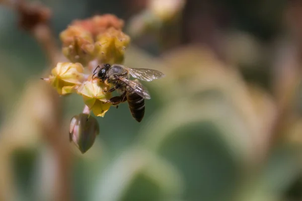 Медовая пчела сидит на сочном цветке . — стоковое фото