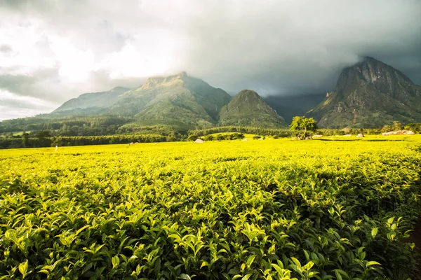 Piantagione di tè verde dorato ai piedi della montagna . — Foto Stock