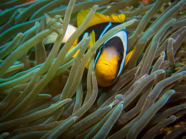 Clown fish underwater between the anemone tentacles close up (Two-bar anemone fish). — Stock Photo, Image