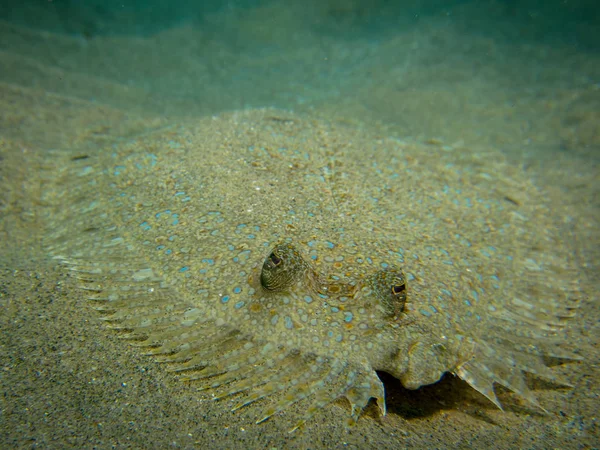 Speckled Flounder flat fish underwater laying on the ocean bottom facing the camera.