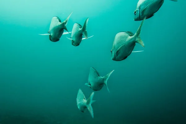 Slinger fish underwater, silver round small. — Stock Photo, Image