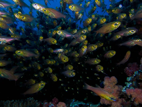 School of small Cardinal fish underwater swimming towards the camera. — Stock Photo, Image