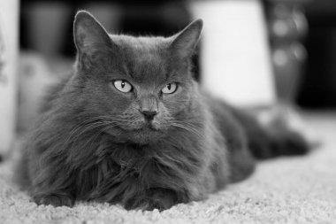 Uzun saç Nebelung Gri kedi üzerinde halı döşeme
