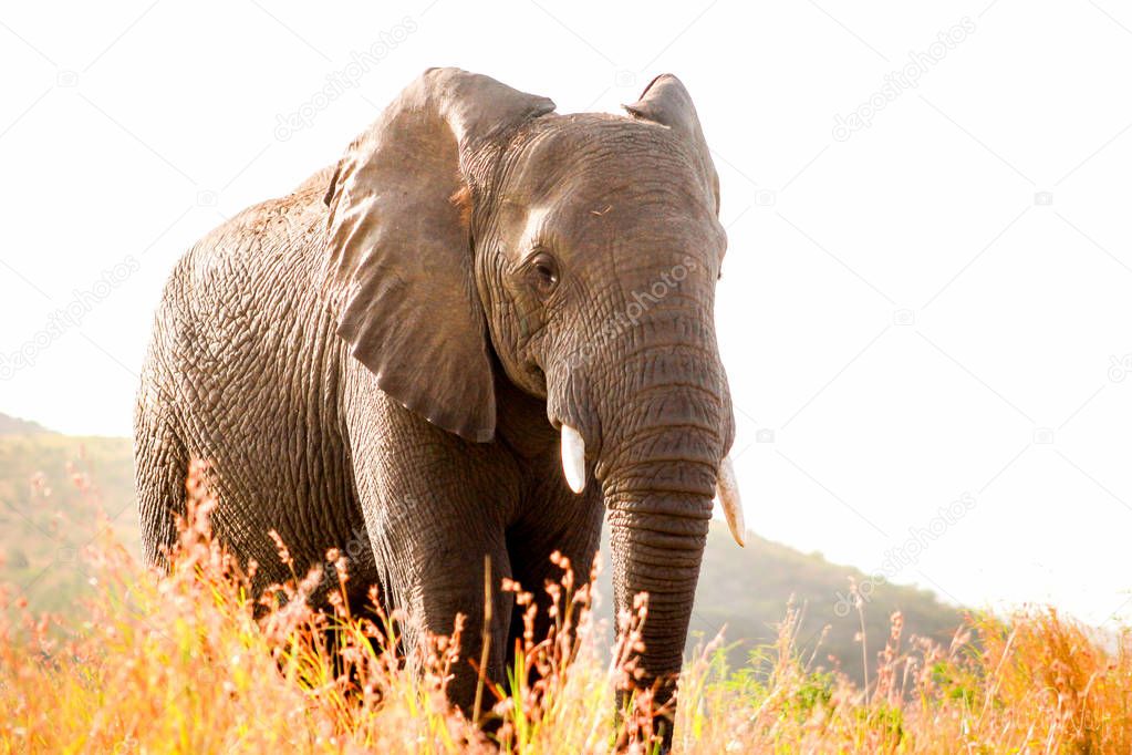 African elephant standing behind some dry grass