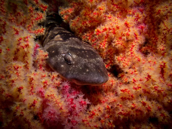 Leopardo Tierno tiburón tendido en un coral suave de color brillante . — Foto de Stock