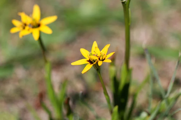 Tiny yellow star-shaped flower close-up in a field growing on the ground. — Stock Photo, Image
