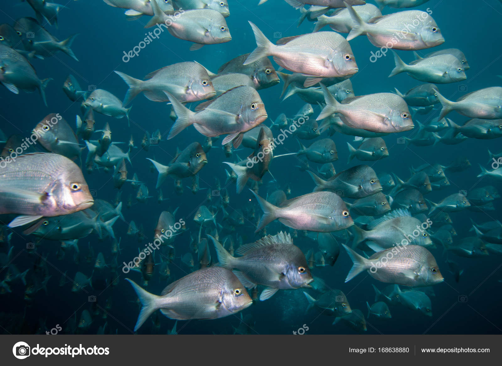 ramp hoofdkussen Ontembare School of Slinger fish swimming together close up. Stock Photo by ©MadeleinWolf 168638880 ramp hoofdkussen Ontembare School of Slinger fish swimming together close up. Stock Photo by ©MadeleinWolf 168638880