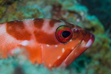 Redbarred resif üzerinde döşeme Rockcod (Siyah uçlu orfoz).