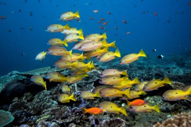Dory Snapper Yüzme üzerinde resif balık..