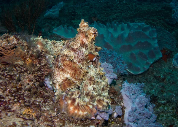 Resif üzerinde kendisini kamufle ortak ahtapot.