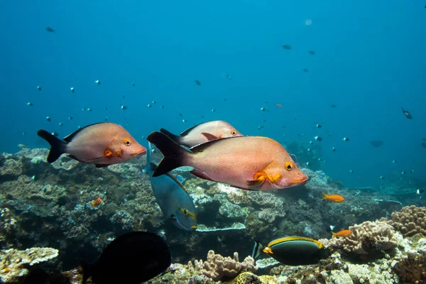 Tre Humpback Snapper fiskar simma över revet. — Stockfoto