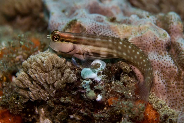 Nalolo Blenny fish sitting on the reef. — Stock Photo, Image