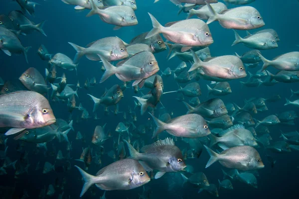 School of Slinger fish swimming together close up. — Stock Photo, Image