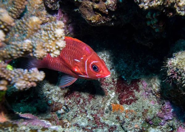 Tailspot Squirrelfish hiding behind a rock. — Stock Photo, Image
