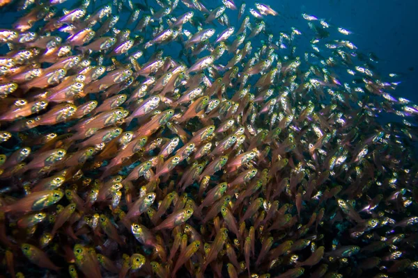 Grande scuola di pesce Spazzatrice Snella . — Foto Stock