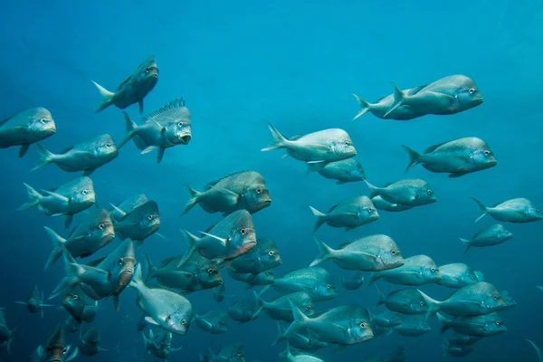 School of Slinger fish swimming together. — Stock Photo, Image