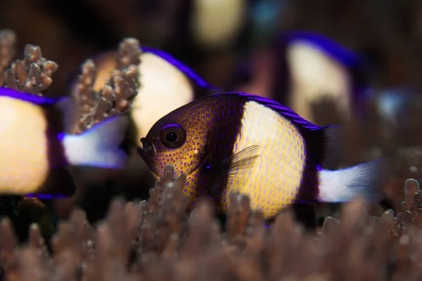 Twobar Humbug / Indian Dascyllus swimming in a hard coral. — Stock Photo, Image