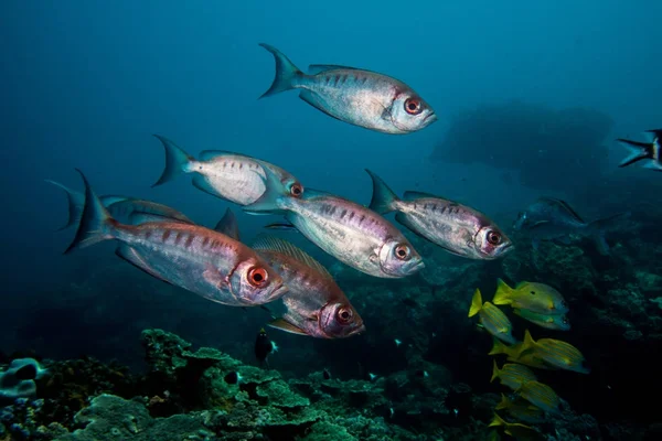 Crescent-tail Bigeye fish swimming together over the reef. — Stock Photo, Image