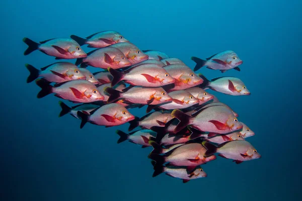 School of Humpback Snapper fish swimming in open water together. — Stock Photo, Image