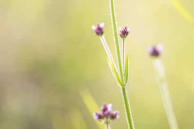 Mor top çiçekler (Verbena bonariensis) çim aile bitki