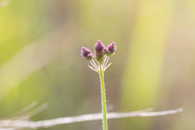 Mor top çiçekler (Verbena bonariensis) çim aile bitki